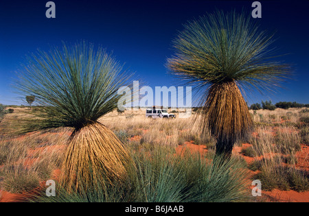 "Grass Trees" "Zentral-Australien" Stockfoto