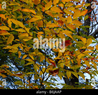 Gelbe Blätter von einer sibirischen Ulme Baum während der Untergang in Vermont USA Amerika USA Stockfoto