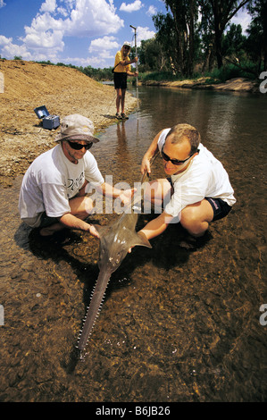 Sägefisch, "Northern Territory", Australien Stockfoto