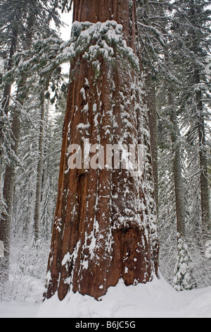 Kalifornien - schneebedeckte Bäume in Tuolumne Grove in der Nähe von Kran Wohnungen im Yosemite National Park. Stockfoto