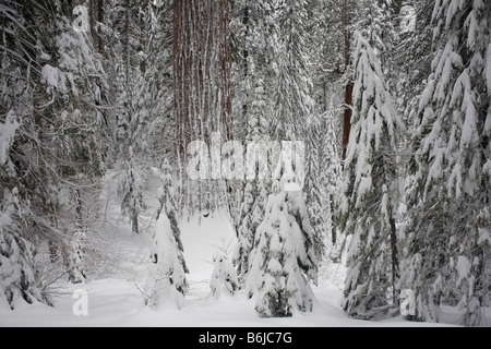 Kalifornien - schneebedeckte Bäume in Tuolumne Grove in der Nähe von Kran-Wohnungen-Yosemite-Nationalpark. Stockfoto