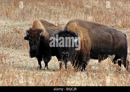 Bison 0820 Stockfoto