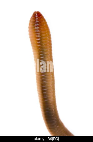 1 einen großen Regenwurm Wurm Wurm Regenwurm auf weißem Hintergrund Ausschnitt ausschneiden Körper Teil Bodypart Mund Stockfoto