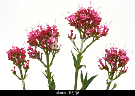 Roter Baldrian Centranthus ruber Stockfoto