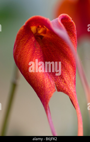 Nahaufnahme von Masdevallia Urubamba gx Stockfoto