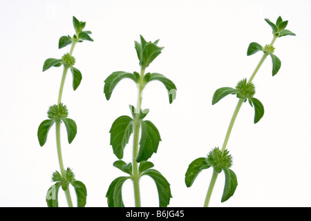 Poleiminze Mentha pulegium Stockfoto