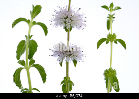 Poleiminze Mentha pulegium Stockfoto