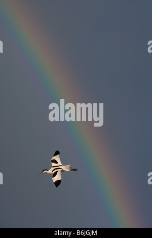 Avocet Recurvirostra Avocetta im Flug im Cley Nature Reserve Norfolk Stockfoto