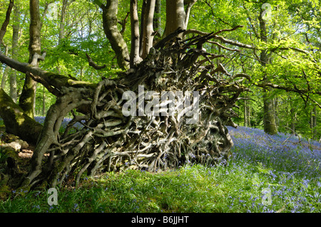 Umgedrehten Baumwurzel unter Glockenblumen in Carstramon Holz, Dumfries & Galloway, Schottland Stockfoto