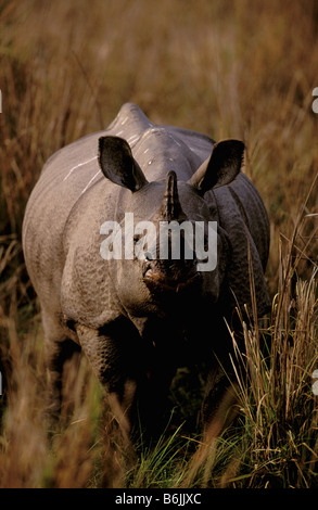 Asien, Indien, Kaziranga Nationalpark, Assam. Indische Nashorn (Rhinoceros Unicornis) Stockfoto