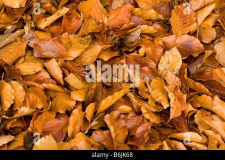 Buche Fagus Sylvatica ein Teppich aus Laub am Waldboden Stockfoto