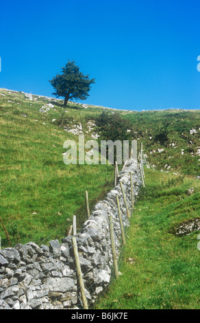 Trockenmauer, geschützt durch Schafe Zäune läuft auf Kalkstein Felsen mit Grass Weißdorn und blauer Himmel Stockfoto