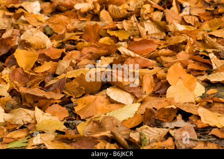 Beech Fagus sylvatica a carpet of fallen leaves on woodland floor Stockfoto