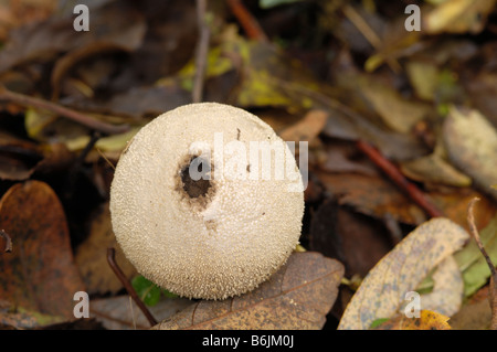 Gemeinsamen Puffball Pilz, Lycoperdon Perlatum, nach der Veröffentlichung von seiner Sporen, Flotte Tal, Dumfries & Galloway Stockfoto