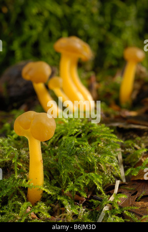 Jellybaby Pilz, Leotia Lubrica, Carstramon Holz, Dumfries & Galloway Stockfoto