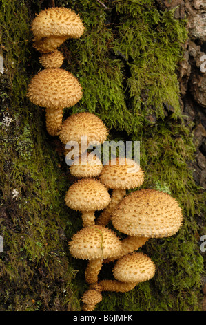 Shaggy Scalycap Pilze, Pholiota Squarrosa, wachsen auf Birke, Flotte Tal, Dumfries & Galloway Stockfoto