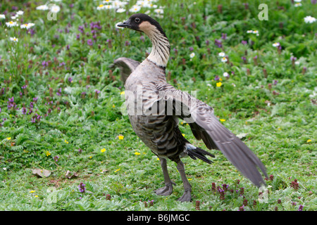 Hawaiianische Gans, Ne-Ne, Branta sandvicensis Stockfoto