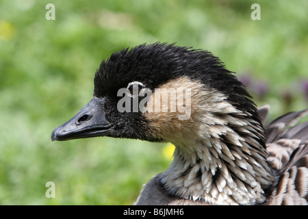 Hawaiianische Gans, Ne-Ne, Branta sandvicensis Stockfoto