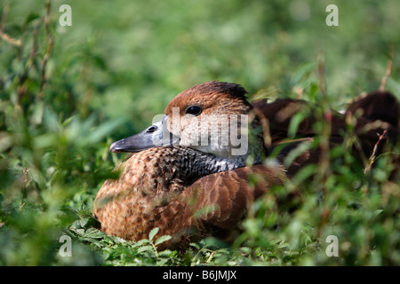 Gefleckte Baum Ente Dendrocygna guttata Stockfoto