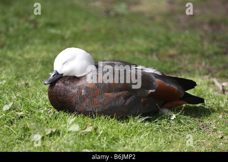 Weibliche Paradies oder Neuseeland, Brandgans, Tadorna variegata Stockfoto