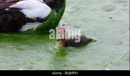 Junge Elster Gans, Schwimmen im Teichwasser fallenden Algenblüte Stockfoto