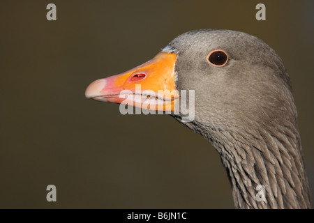 Westlichen Graugans Anser Anser Anser, Nahaufnahme des Kopfes Stockfoto