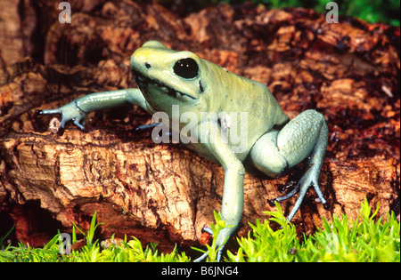 Golden Poison Frog (Mint-Phase), Phyllobates Terribilis, Native nach Nord-Osten Südamerika Stockfoto