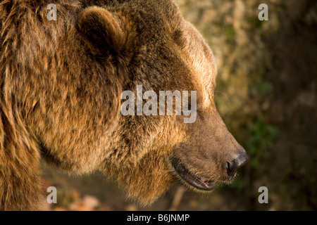 Eine eurasische Braunbären (Ursus Arctos Arctos) steht auf Felsen durch fließendes Wasser. Es bekannt manchmal als das gemeinsame tragen. Stockfoto