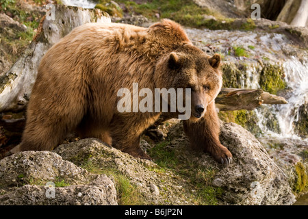 Eine eurasische Braunbären (Ursus Arctos Arctos) steht auf Felsen durch fließendes Wasser. Es bekannt manchmal als das gemeinsame tragen. Stockfoto