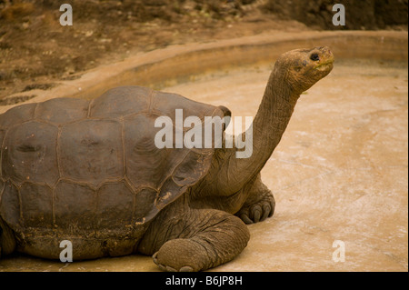 Ecuador, Santa Cruz Island, Galapagos Islands National Park, Lonesome George-Giant Tortoise von Pinta Island Stockfoto