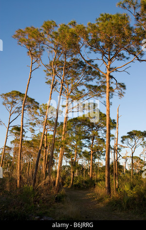 Der Osprey-Spur in den lang-Blatt Kiefernwald im Honeymoon Island State Park in Dunedin, Florida. Stockfoto