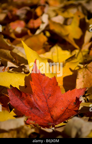 Rotes Ahornblatt liegend auf einer Decke gelbe Blätter. Stockfoto