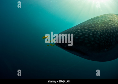 Djibouti, Bucht von Tadjourah. Ein Walhai (Rhincodon Typus) schwimmt nahe der Oberfläche mit Jungfischen (golden Makrelen) Stockfoto