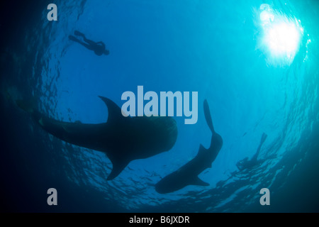 Djibouti, Bucht von Tadjourah. Zwei Walhai (Rhincodon Typus) nahe der Oberfläche, begleitet von zwei Schnorchler Silhouette Stockfoto