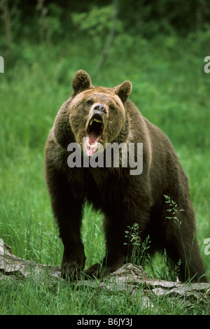 Knurrend Grizzlybär (Ursus Arctos Horribilis), Erwachsene Stockfoto