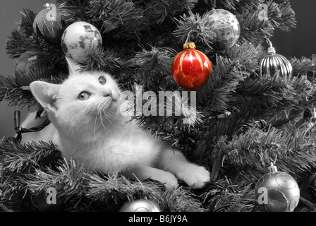 Schwarz-weiß-Foto einer weißen Katze in einem verzierten Weihnachtsbaum, mit einem farbigen Effekt, der eine rote Kugel hervorhebt. Stockfoto