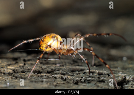 Europäische Cave Spider, Cave Orbweaver (Meta Menardi) Stockfoto