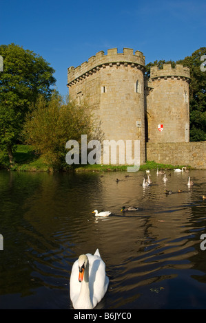 England, Shropshire, Whittington. Schwäne schwimmen in den Graben, der Whittington Schloss umgibt. Stockfoto