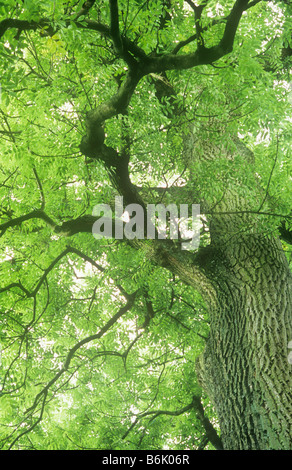 Blick hinauf letzten gerippte Kofferraum gemeine Esche oder Fraximus Excelsior Baum in verdünnte helle grüne Spätsommer Baldachin Stockfoto