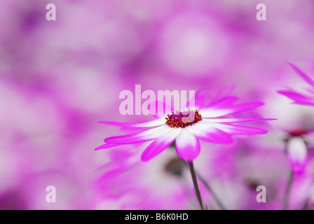 Daisys in einem schönen Garten von bunten Blumen im Frühjahr Keukenhof Holland Stockfoto