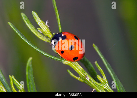 Seven-spotted Lady Beetle Coccinella septempunctata Stockfoto