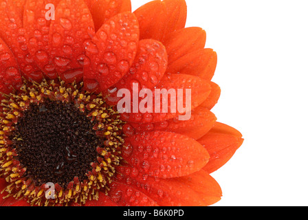 schöne frische rote Gerbera Blume isoliert auf weißem Hintergrund Stockfoto