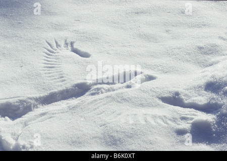 Kolkrabe (Corvus Corax). Abdruck des Starts eines Raben im Schnee Stockfoto