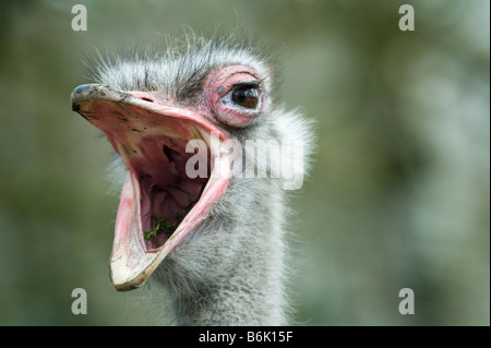 ein Strauß mit seinen Schnabel weit offen Struthio camelus Stockfoto