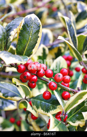 ILEX X ALTACLERENSIS GOLDEN KING AGM Stockfoto