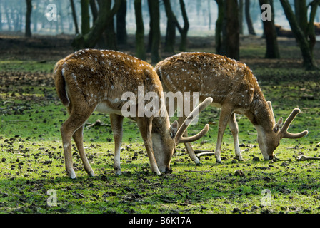 Nahaufnahme von einem schönen Reh im Wald Stockfoto