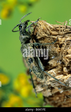 Black-spotted Longhorn Beetle (Rhagium Mordax) auf zerfallenden Holz Stockfoto