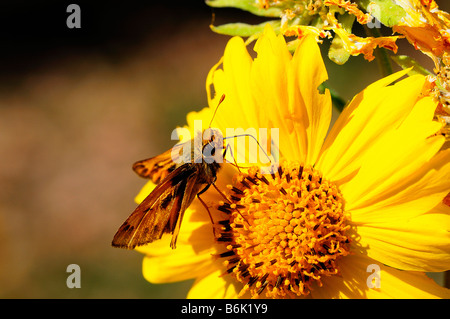 Feurige Skipper Fütterung auf eine goldene Crownbeard-Blume Stockfoto