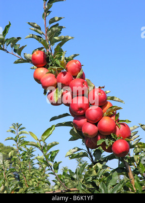 Äpfel Red chief Stockfoto