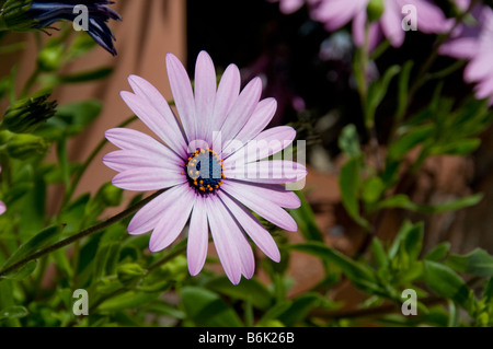 Schönes Stillleben mit Blumen Stockfoto